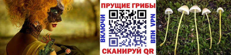 купить  сайты  omg как зайти  Псилоцибиновые грибы Psilocybine cubensis  Магнитогорск 